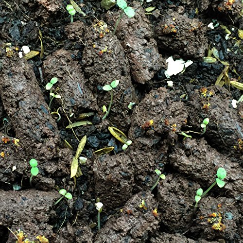 California Bluebell Guerrilla Droppings - Seed Pellets For Guerrilla Gardening (Phacelia Campanularia) #TOP4