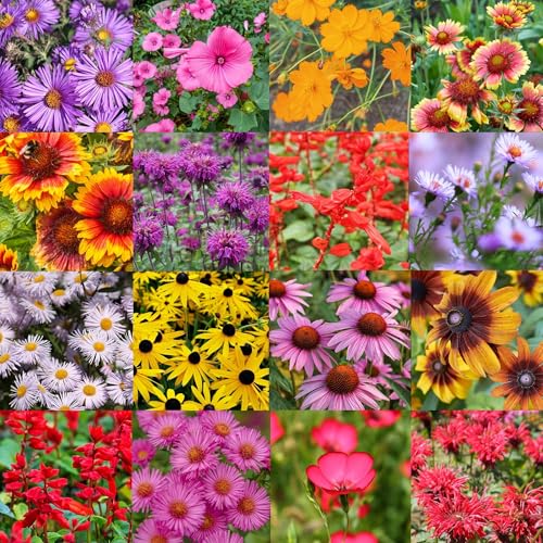 Northeast Regional Bulk Perennial Wildflower Seed Mix 1lb Covers 2,000
