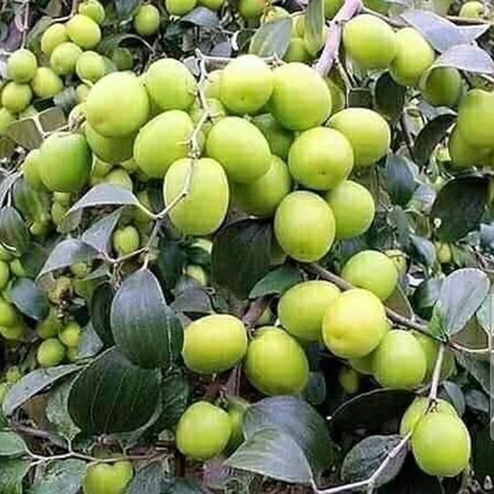 Bahan Traders Green Apple Ber Thailand variety big fruit known as the Indian jujube Grafted plant for Home Gardening (B0CR53CJFC) Amazon Price History, Amazon Price Tracker