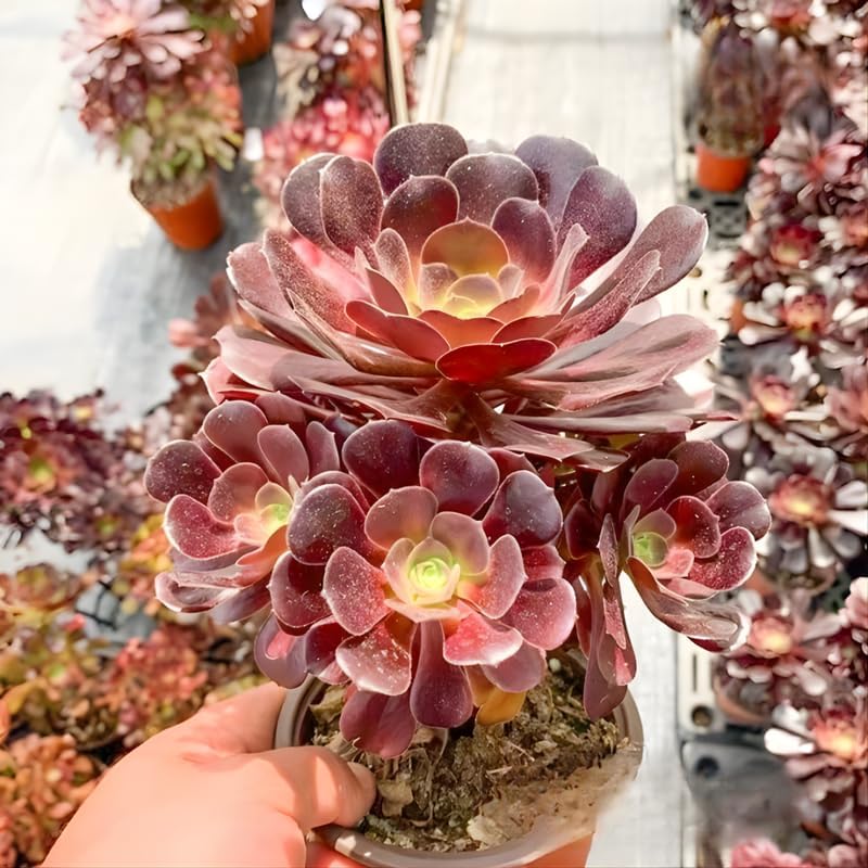 Aeonium - Plantas suculentas vivas en maceta de 4 pulgadas, rosa negra para plantar, ideal para el hogar y la oficina, arreglos de suculentas y