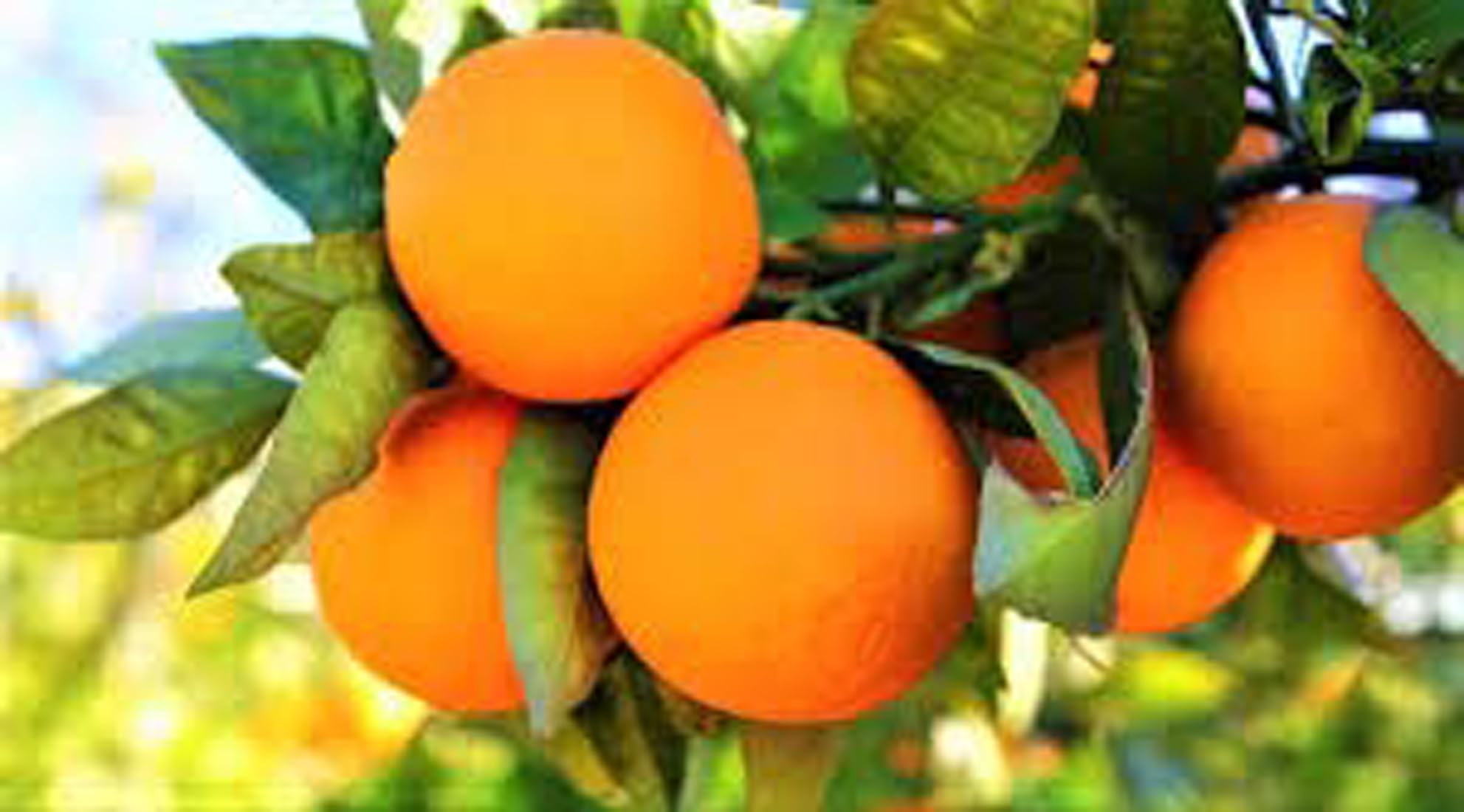 See full amazon price history chart for Green view Live"Sharbati" Nimbu/Lemon Juicy Fruit Plant Height 2-3 FT.U get fruit 8-9 month Sarbati Lemon Darjeling Green view Live"Sharbati" Nimbu/Lemon Juicy Fruit Plant Height 2-3 FT.U get fruit 8-9 month Sarbati Lemon Darjeling (B09KQGN9NF) Amazon Price History, Amazon Price Tracker