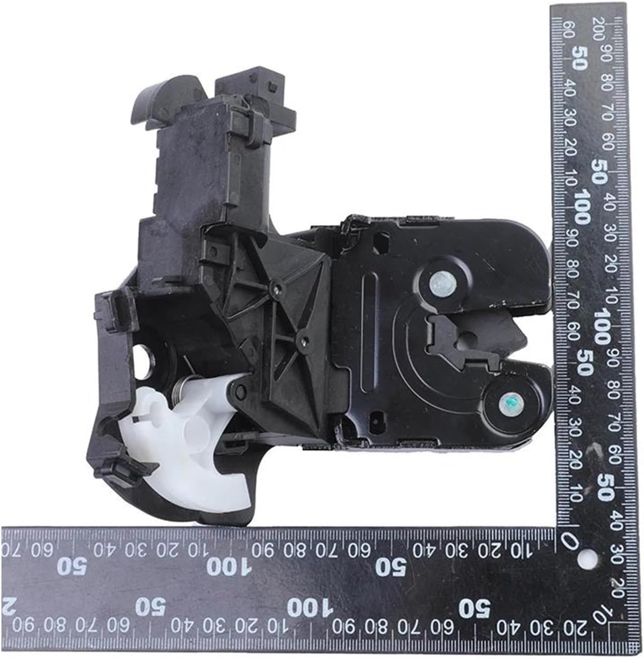 71 山採り バイカツツジ