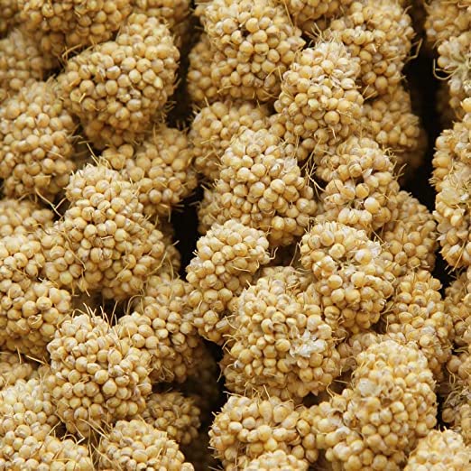 CountryMax HG9M Spray Millet Natural Treat Food Non-GMO Pesticide Free for Parrots, Parakeets, Finches, Lovebirds (1 Pound)