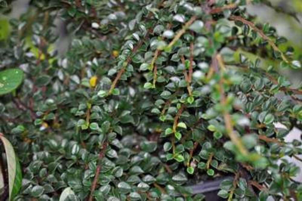 12 x Cotoneaster horizontalis - Irga - doniczka 9x9 cm