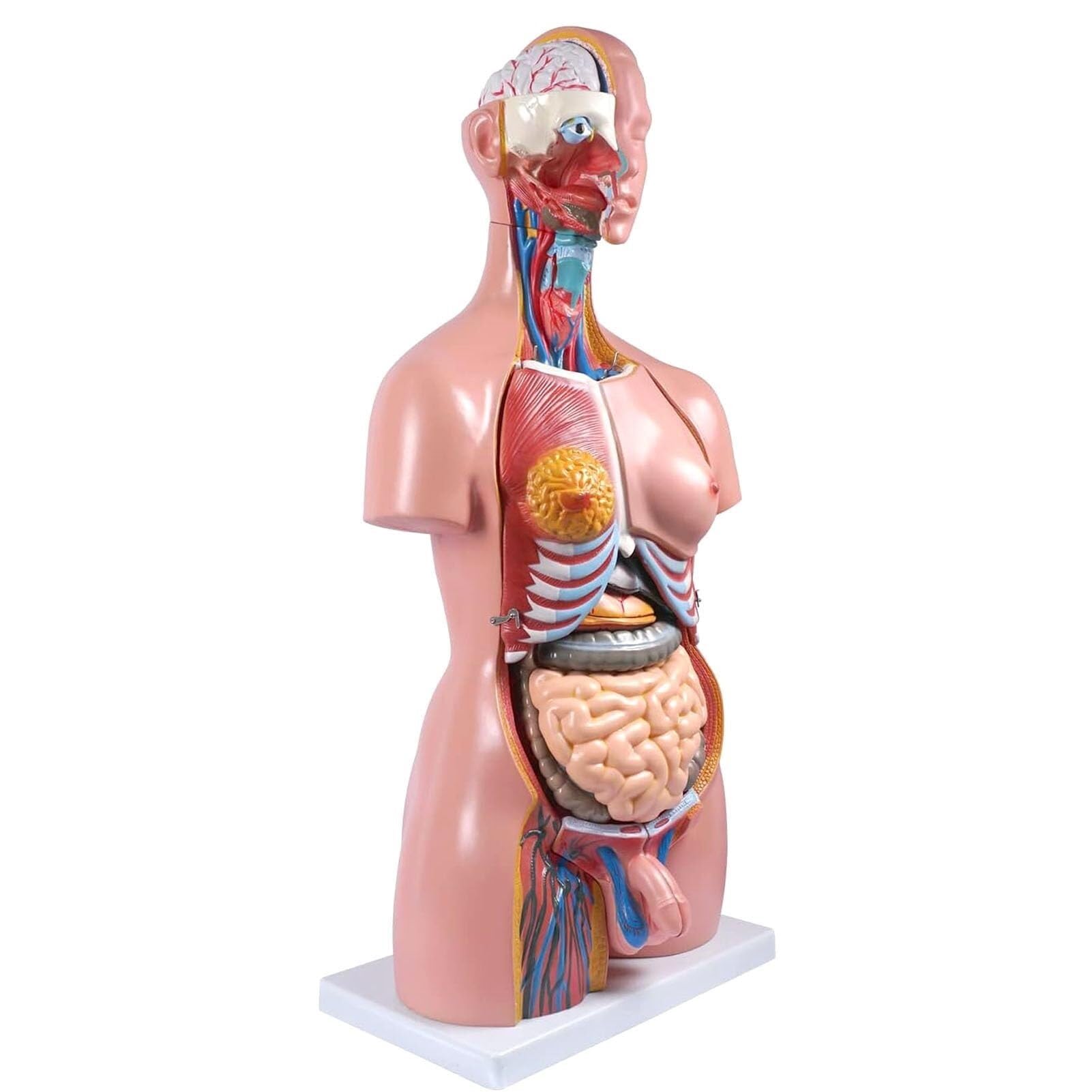 HEQIM Life-Size Unisex Doll Medical Torso 23 Removable Parts, Manikin, 33.4 Inch Torso Anatomy Model for Medical Students, Laboratories and Classrooms(33.4 inches)