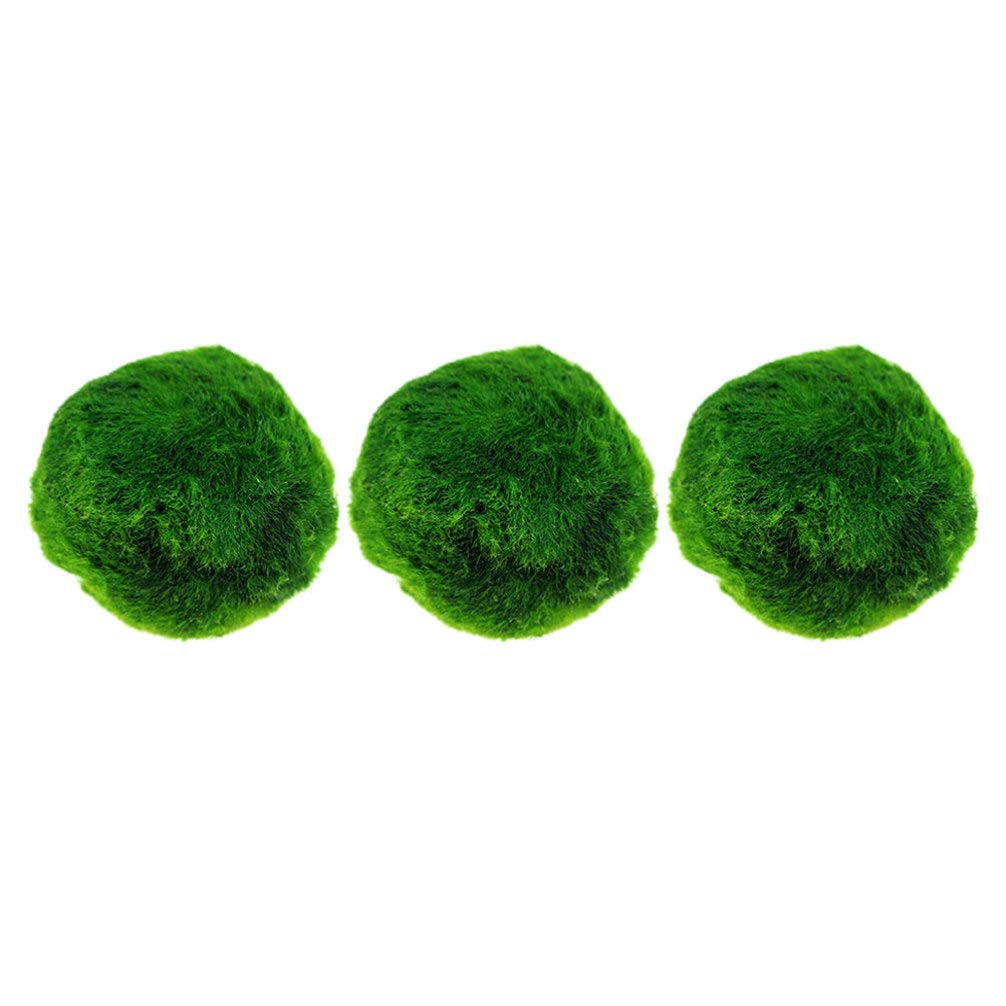 POPETPOP 3pcs Marimo Moss Ball Small Aquarium Plants for Fish Tank Aquarium and Glass Jar Terrarium (Green) 2cm