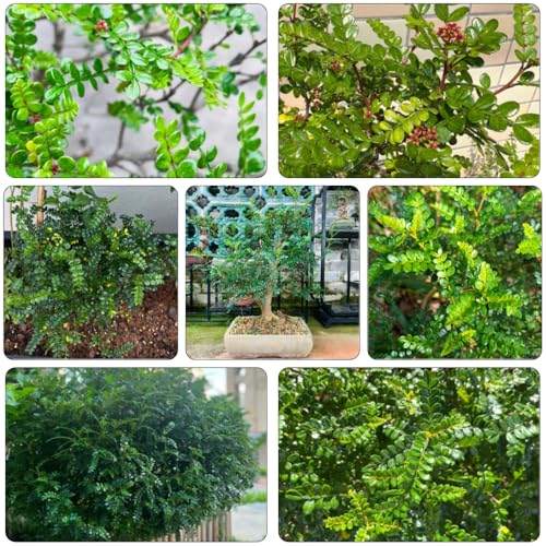 Pfefferbaum pflanzenkübel pflanztöpfe steingartenpflanzen topfpflanzen bonsai kräutersamen zimmerpflanze hochbeett balkonpflanzen gartenpflanzen...