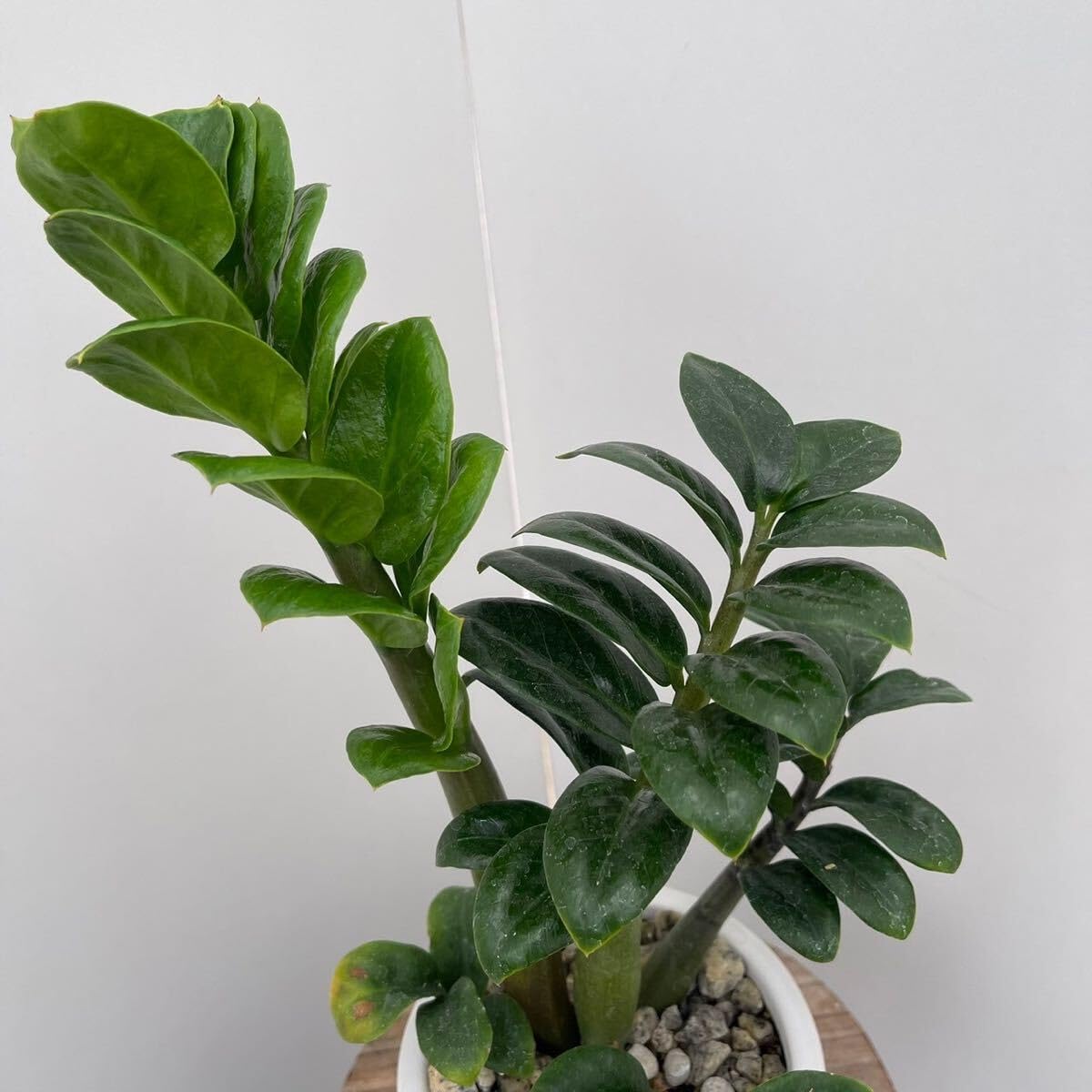 Amazon|観葉植物 ザミオクルカス ゼンジー 陶器鉢受け皿付き 約4号 Amazon|観葉植物 ザミオクルカス ゼンジー 陶器鉢受け皿付き 約4号