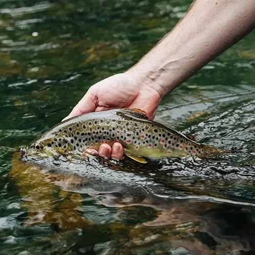 NEU AMZfishing® 3 Stück handgebundene Trockenfliegen #6 | Fliegenangeln Forelle | Steinfliegen Forellenangeln | Fliege Forelle | Fliegenfischen Äsche | Trockenfliegen (a: Set 3 Stück (1 je Farbe))