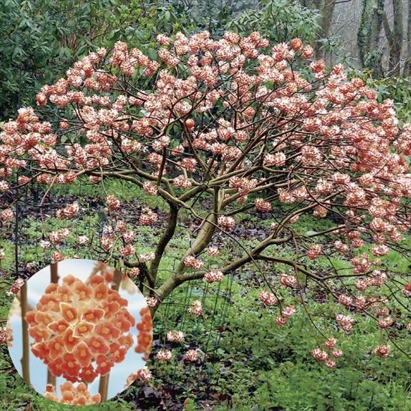 Amazon.co.jp: ミツマタ 苗 苗木 赤花ミツマタ 1株 / 庭木 植木 花木苗