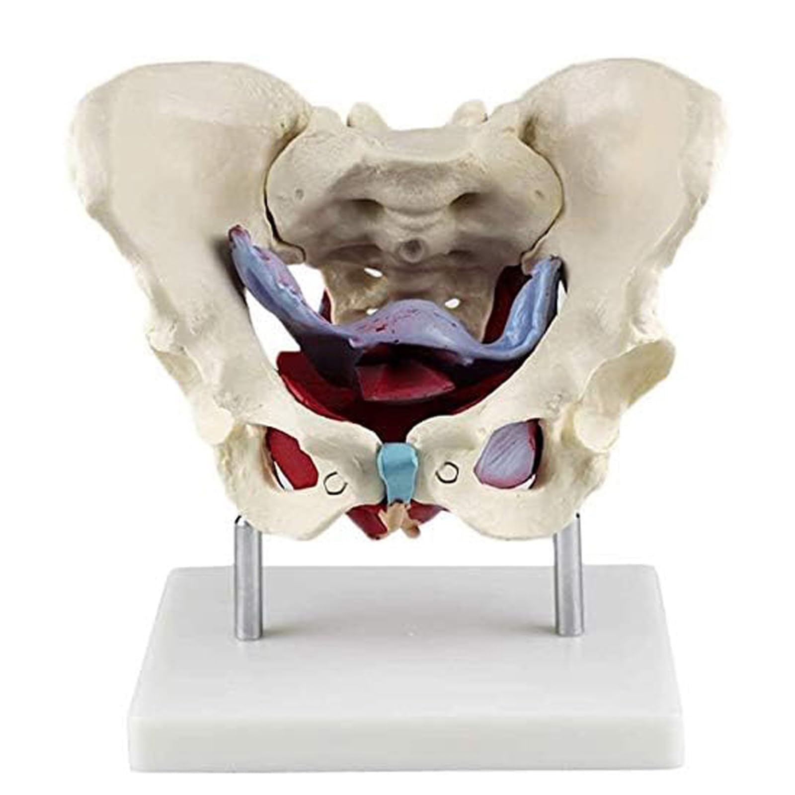 Modèle de bassin féminin en PVC avec socle pour étude anatomique
