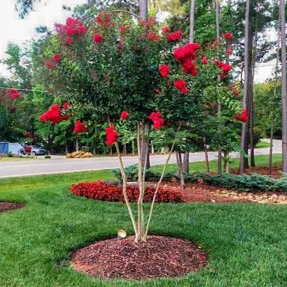Red Dynamite Crape Myrtle, Gallon Pot