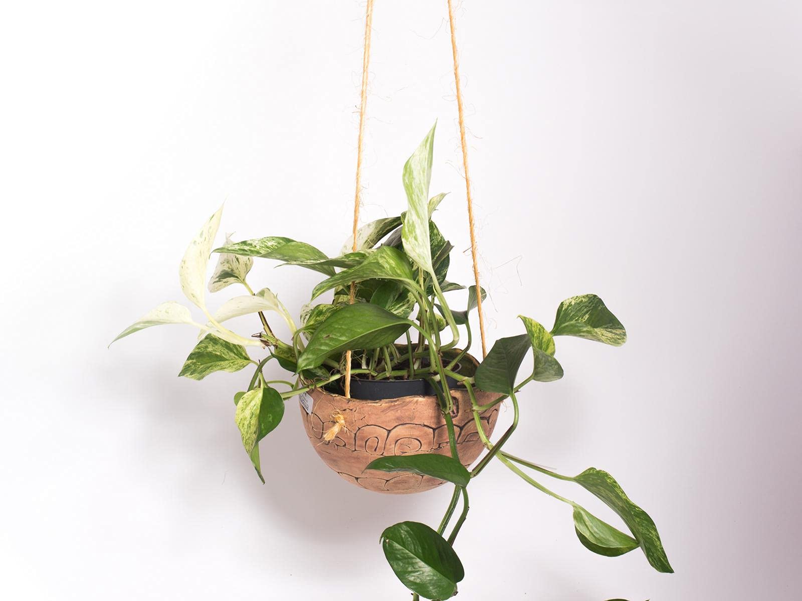 Manufaktur MartinshofPlant Pot Plant Ball Traffic Light Snail 18.00 cm