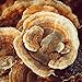 PURE ORIGINAL INGREDIENTS Turkey Tail Mushroom Powder (1lb) Trametes Versicolor, Coriolus Versicolor, Non-GMO