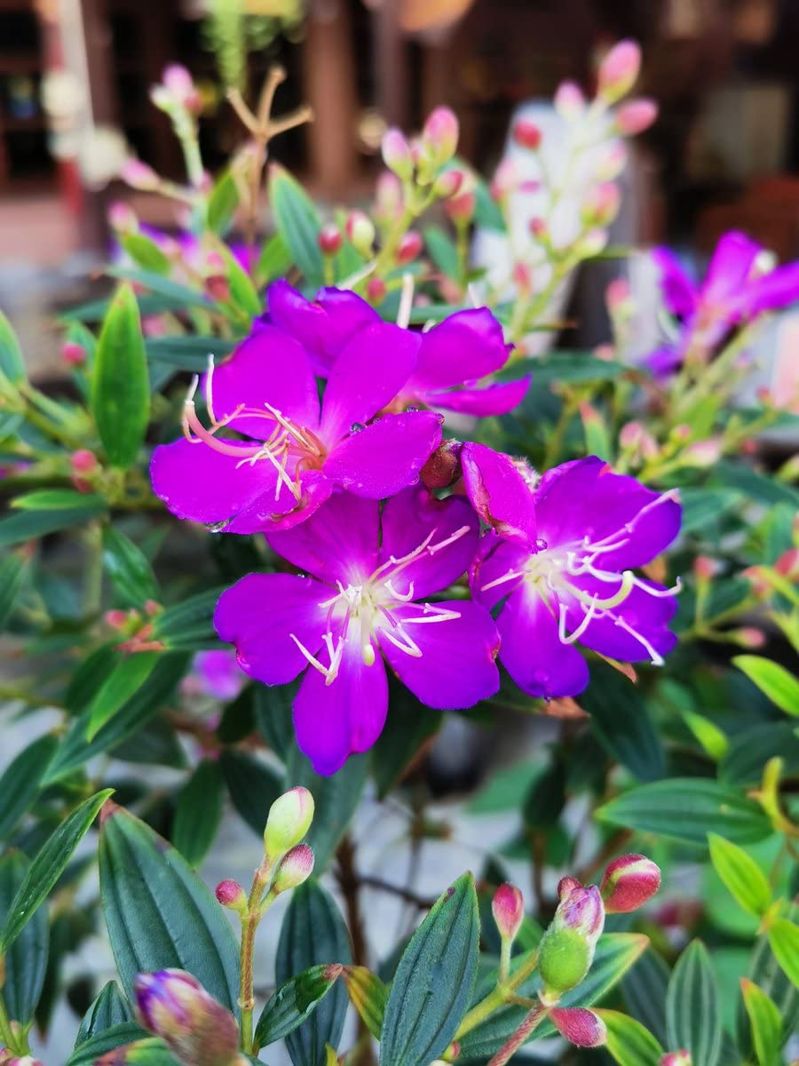Online plant bazar Tibouchina-Urvilleana-Begum-Bahar-Flower Live plant (B0BJ9J4ZDL) Amazon Price History, Amazon Price Tracker