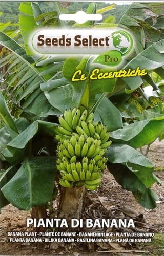 SEMI DI PIANTA DI BANANA IN BUSTINA