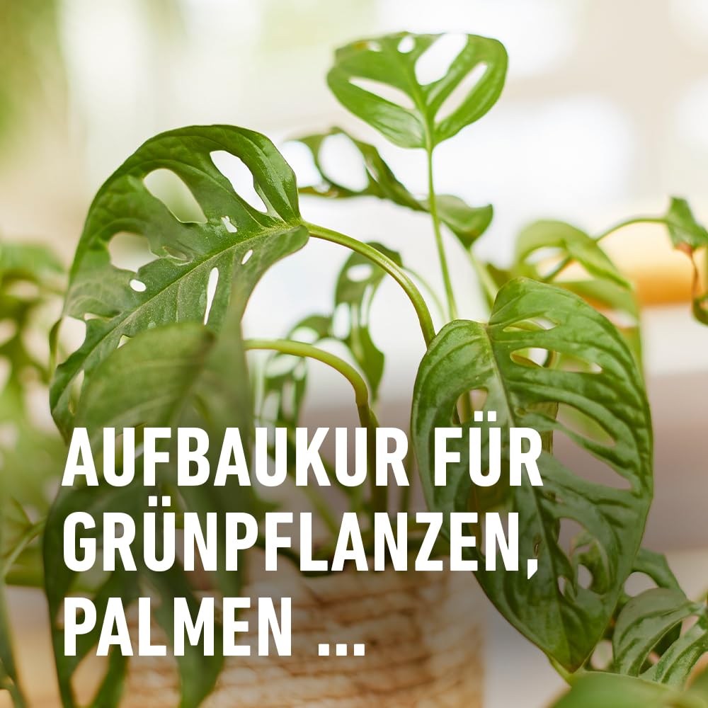 COMPO BIO Grnpflanzen-Aufbaukultur - 100% natrliche Aufbaukultur fr alle  Grnpflanzen, palmen und blhende zimmerpflanzen - 30 ml,  Grnpflanzendnger (Packung mit 3) : Amazon.de: Garten