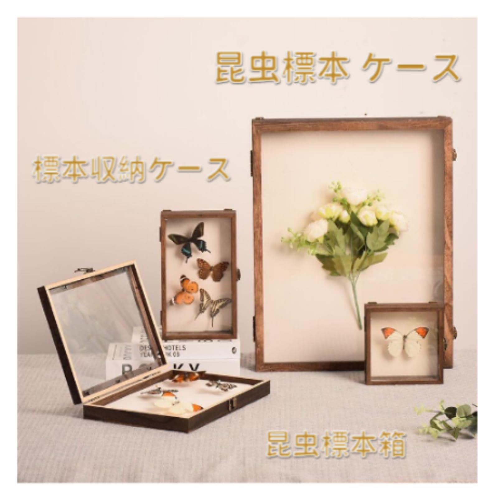 Amazon.co.jp: 昆虫 標本ケース 大型サイズ（45×32×6cm）標本収納