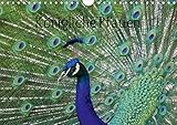 Autor(in): Kattobello Königliche Pfauen (Wandkalender 2021 DIN A4 quer)