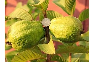 Live Vietnamese Guava Starter Plant for Home Gardeners