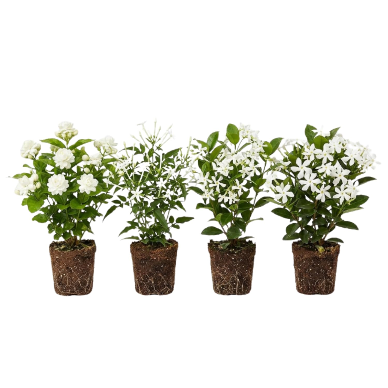 Random Jasmine Vine Live Plant, Patio Container Flower