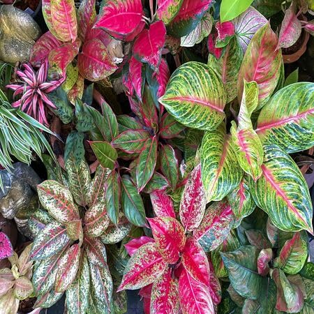 50Pcs Fresh Mixed Aglaonema Plant Seeds