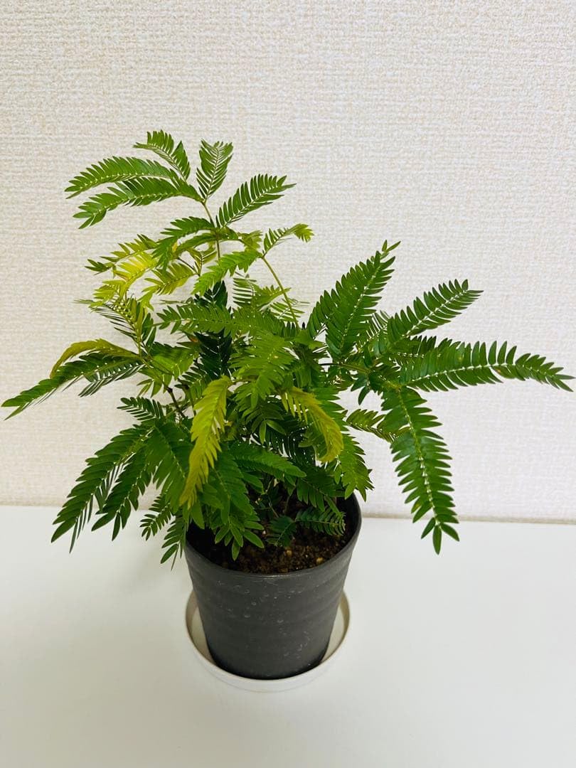 Amazon｜エバーフレッシュ ネムノキ 苗｜観葉植物 オンライン通販