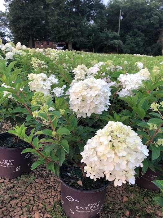 Vanilla Strawberry Hydrangea PP 20670 (3 Gallon)