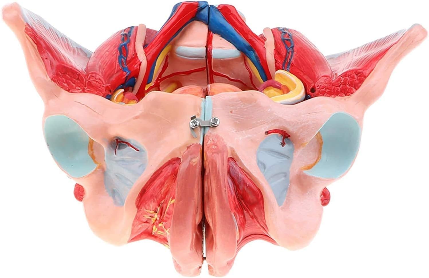 Model anatomiczny człowieka anatomiczny model miednicy żeńskiej z wyjmowanymi narządami, model anatomiczny, model szkieletu miednicy żeńskiej, 4-częściowy, model anatomiczny naturalnej