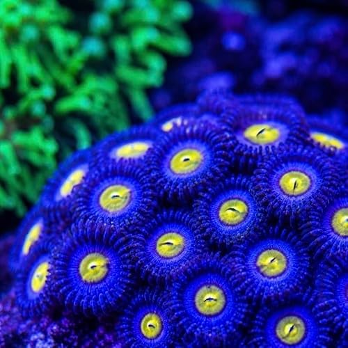 ECO AQUACULTURE FARM AOI Zoanthids Aquacultured Saltwater, Marine Coral Decor for Reef Tank & Saltwater Aquarium, 1 Head