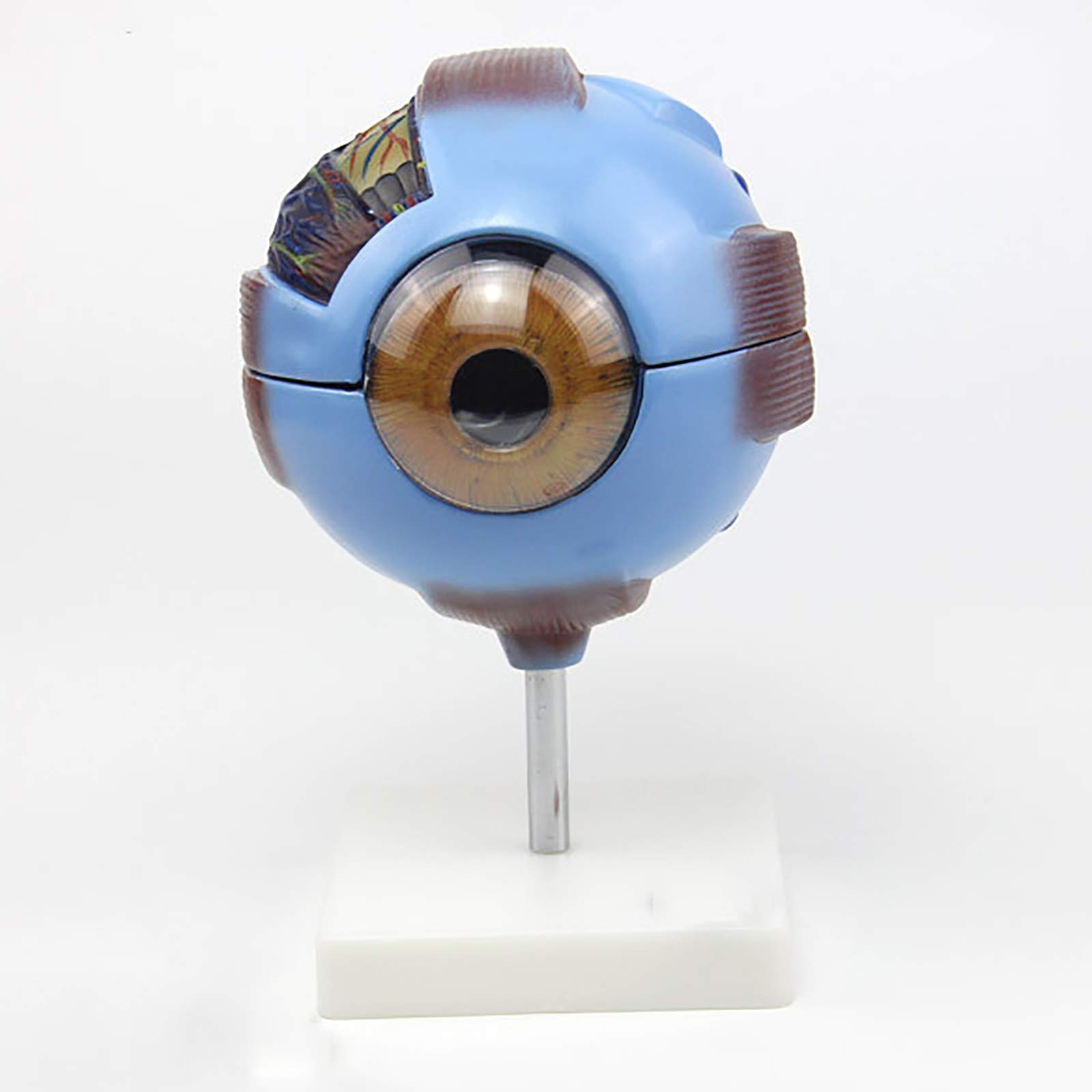 Buy Anatomical Model 6X d Human Eye Model Human Eyeball Anatomy Model