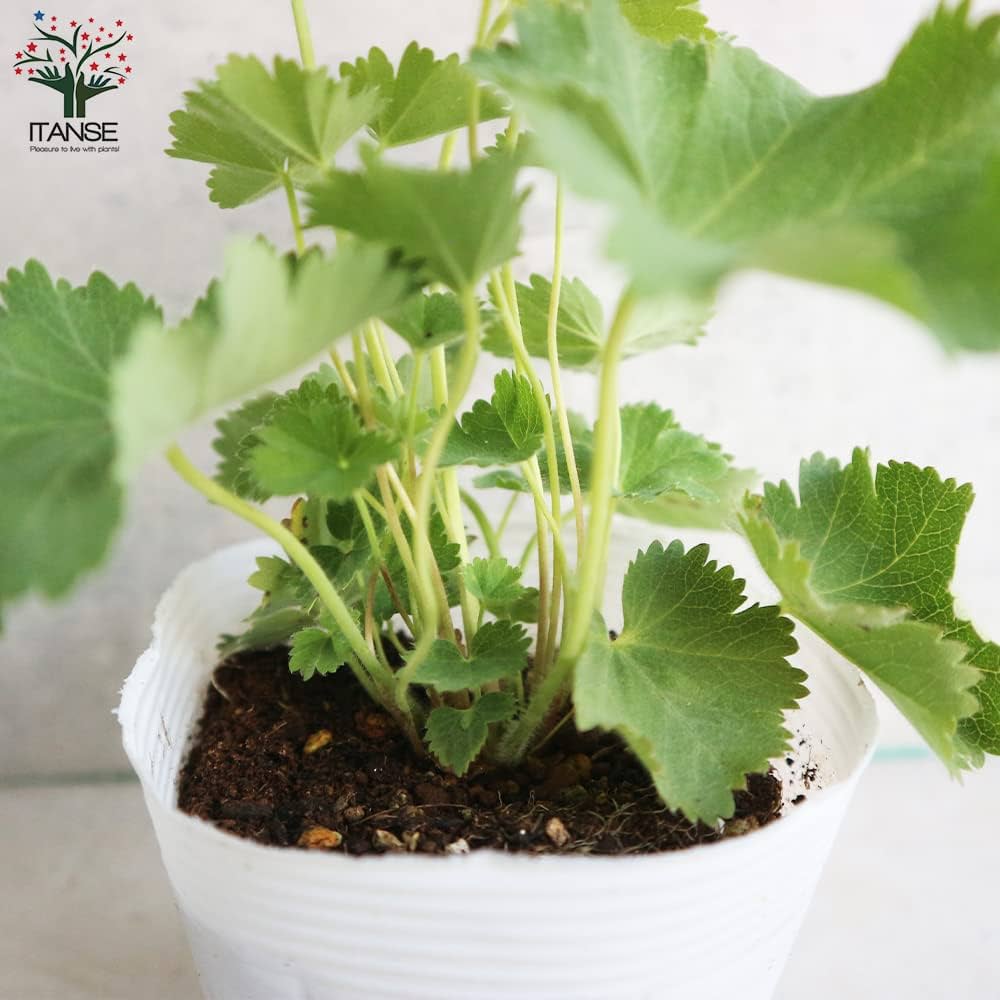 Amazon.co.jp: アルケミラ モリス 10.5cmポット 2個セット【品種