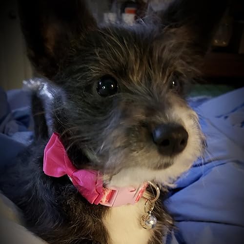 Miniatura 7 de PUPTECK Collar de perro con campana, paquete de 2 unidades, collar ajustable para cachorros, dulce regalo para perros pequeños y mascotas de 11.8 a