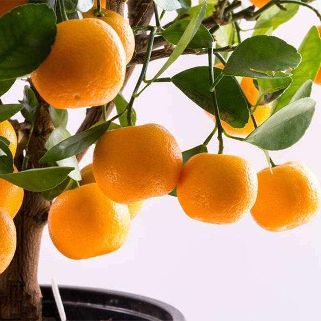 Caiuet Seed,30pcs Kumquat Seeds Fruit Bonsai Tree Seed Decoration Potted Plants for Home Gardening Balcony Planting
