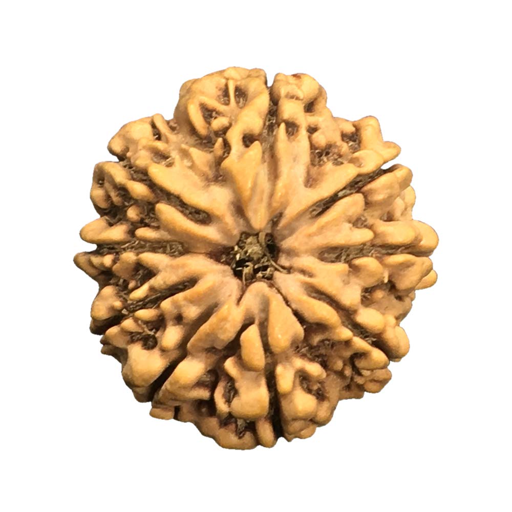 9 Mukhi Népal Rudraksha Certifié Laboratoire Moyen