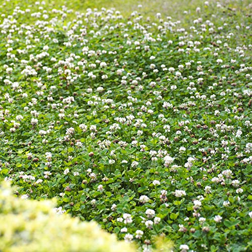 Outsidepride White Dutch Clover Seed For Erosion Control, Ground Cover, Lawn Alternative, Pasture, Forage, & More - 1/4 Lb #TOP4