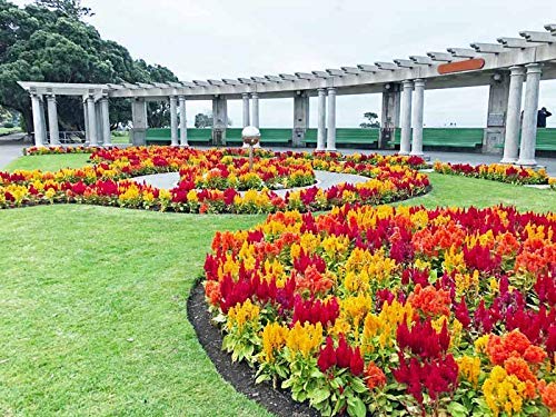See full amazon price history chart for Golden Hills Farm® (AVG 200-500) seeds Celosia Flower Seeds (Multicolour, Golden Hills Farm® (AVG 200-500) seeds Celosia Flower Seeds (Multicolour, (B093QGY6XJ) Amazon Price History, Amazon Price Tracker