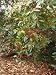 Winter Red Winterberry (Ilex verticillata)
