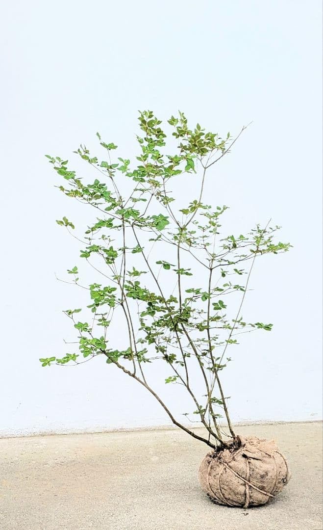 Amazon｜山採りドウダンツツジ 1m弱｜観葉植物 オンライン通販