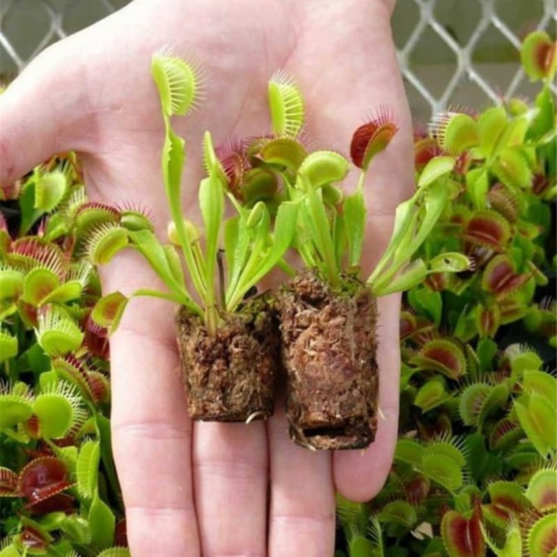 Pack 6 Mix Venus Flytraps Plants Live, Starter Plants Fly Trap Dionaea Muscipula for Growing