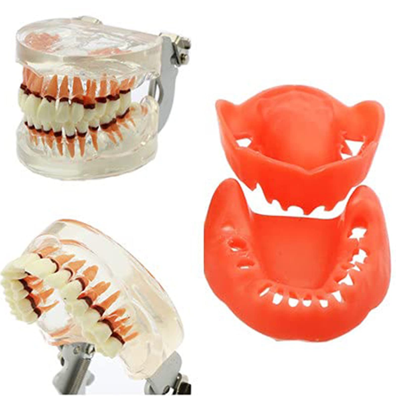Xiaoxu Studio odontoiatrico su Modello di Denti affetti da malattia parodontale patologica nell'adulto, Studio dei Denti tipodontici, Gengive Molli per la didattica odontoiatrica.