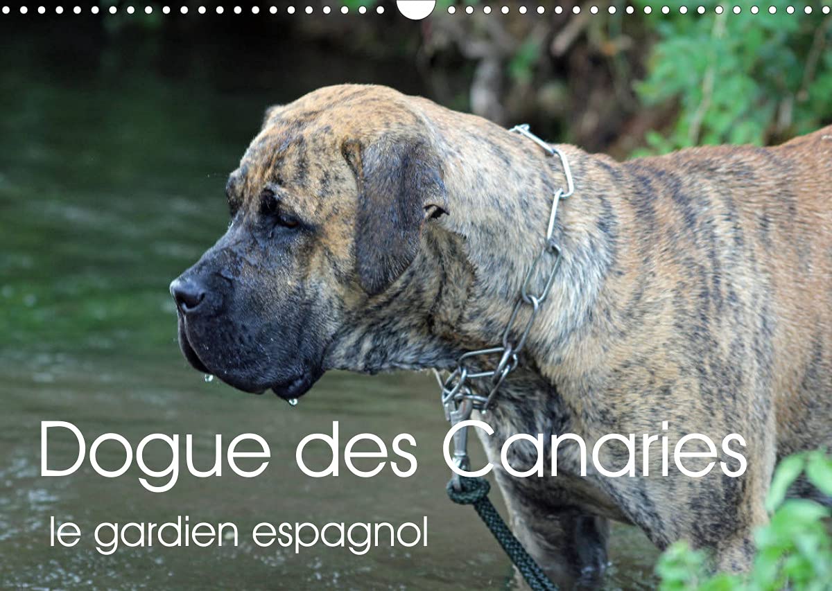Dogue des Canaries le gardien espagnol (Calendrier mural 2022 DIN A3 horizontal): Chien de race espagnole, originaire de l'archipel des Canaries (Calendrier anniversaire, 14 Pages )