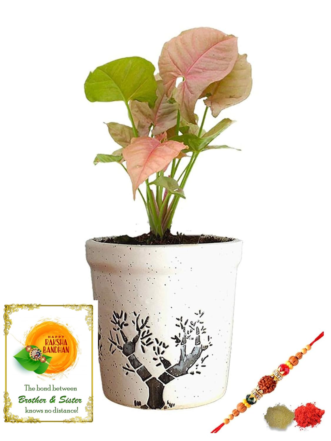 See full amazon price history chart for Rolling Nature Rakhi Combo of Good Luck Pink Syngonium Plant in White Jar Aroez Ceramic Pot Rolling Nature Rakhi Combo of Good Luck Pink Syngonium Plant in White Jar Aroez Ceramic Pot (B07GL5B75R) Amazon Price History, Amazon Price Tracker