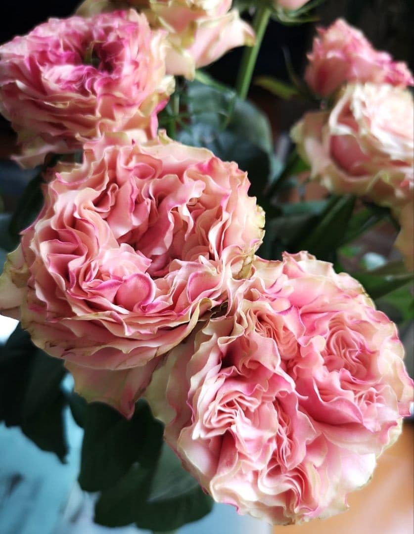 バラ苗 切り花種 苗