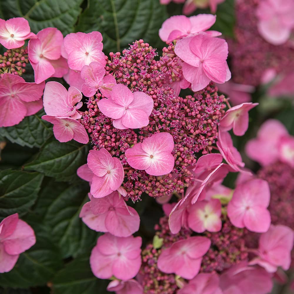 Amazon.com : Endless Summer Pop Star Bigleaf Hydrangea, Live
