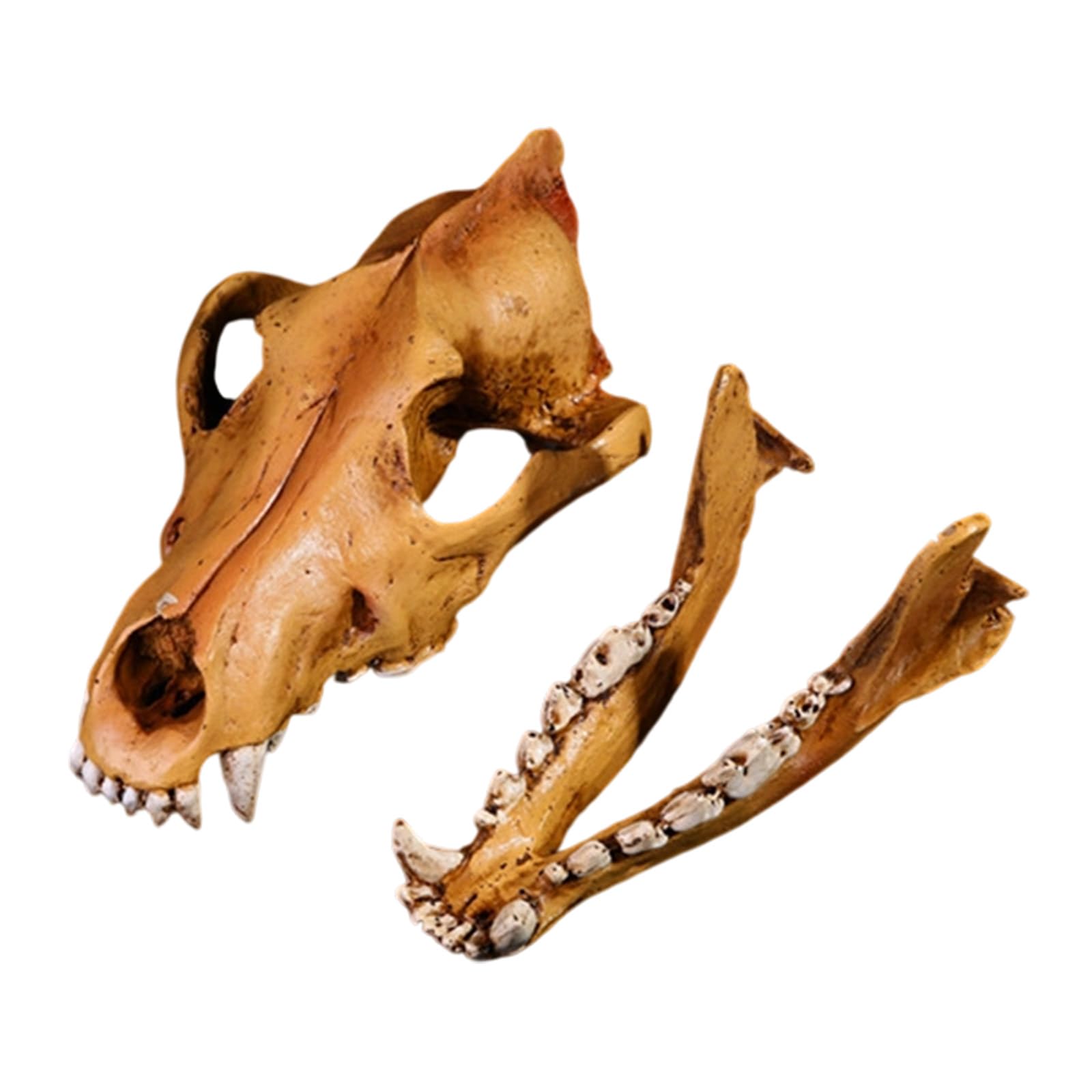Obotsnoi Multicolor Anatomically Accurate Wolf Head Bone Sculpture Resins Craft Animal Skull Model Replicas For Science Education Display Decorative Wolf Skull Study Desk Ornament
