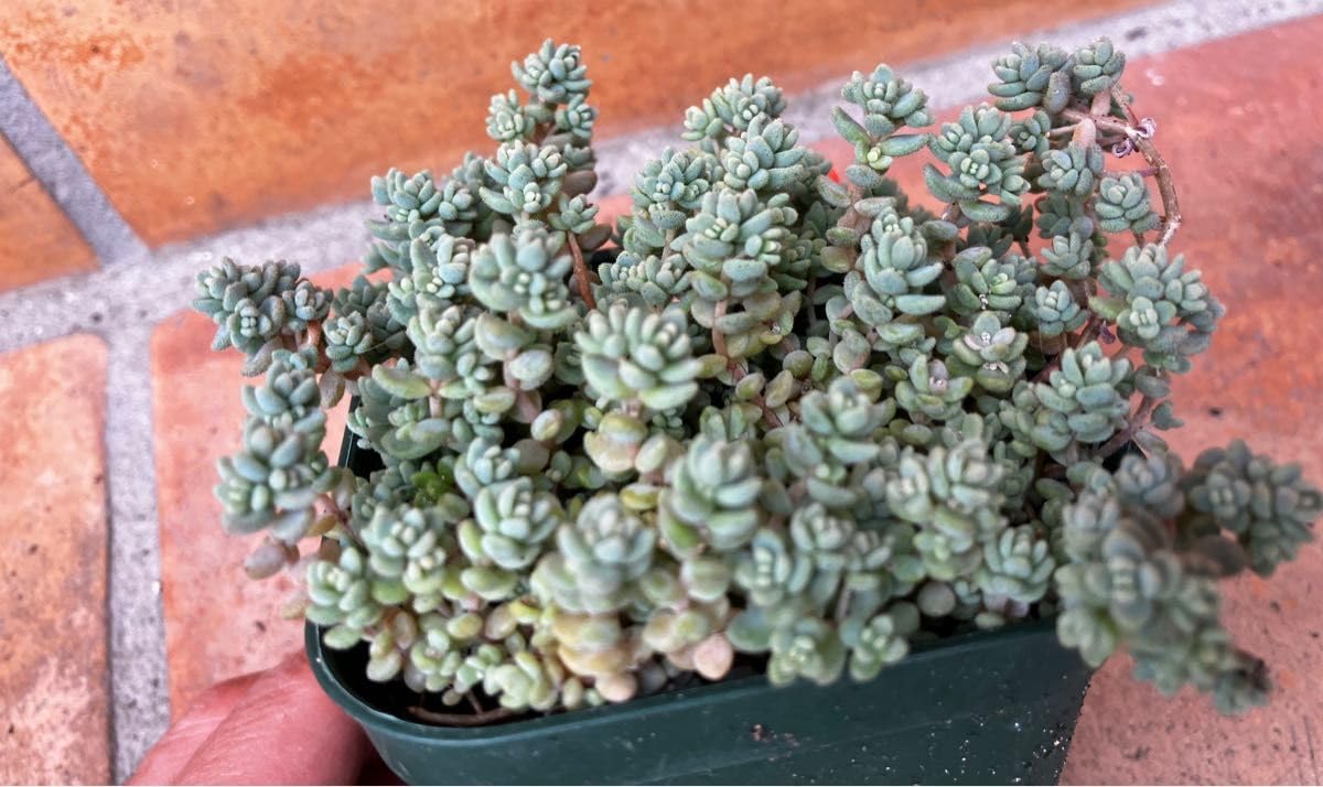 Amazon.co.jp: ダシフィルム 抜き苗 ＋おまけ 多肉植物 セダム