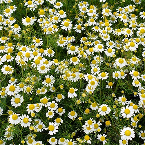 Outsidepride Roman Chamomile Plant Seeds - 50000 Seeds