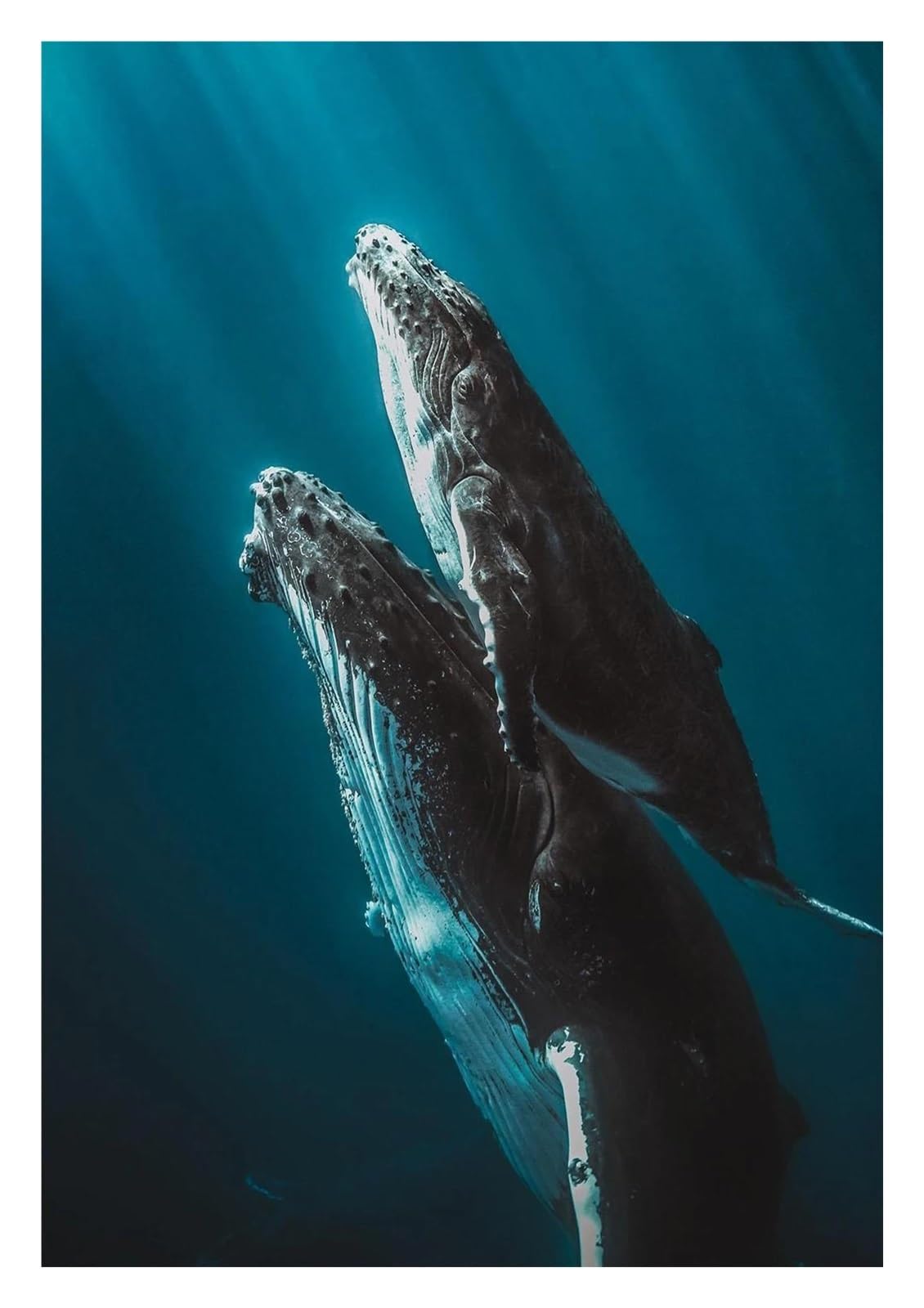 Affiche tortue et requin-baleine grand format pour chambre - 4