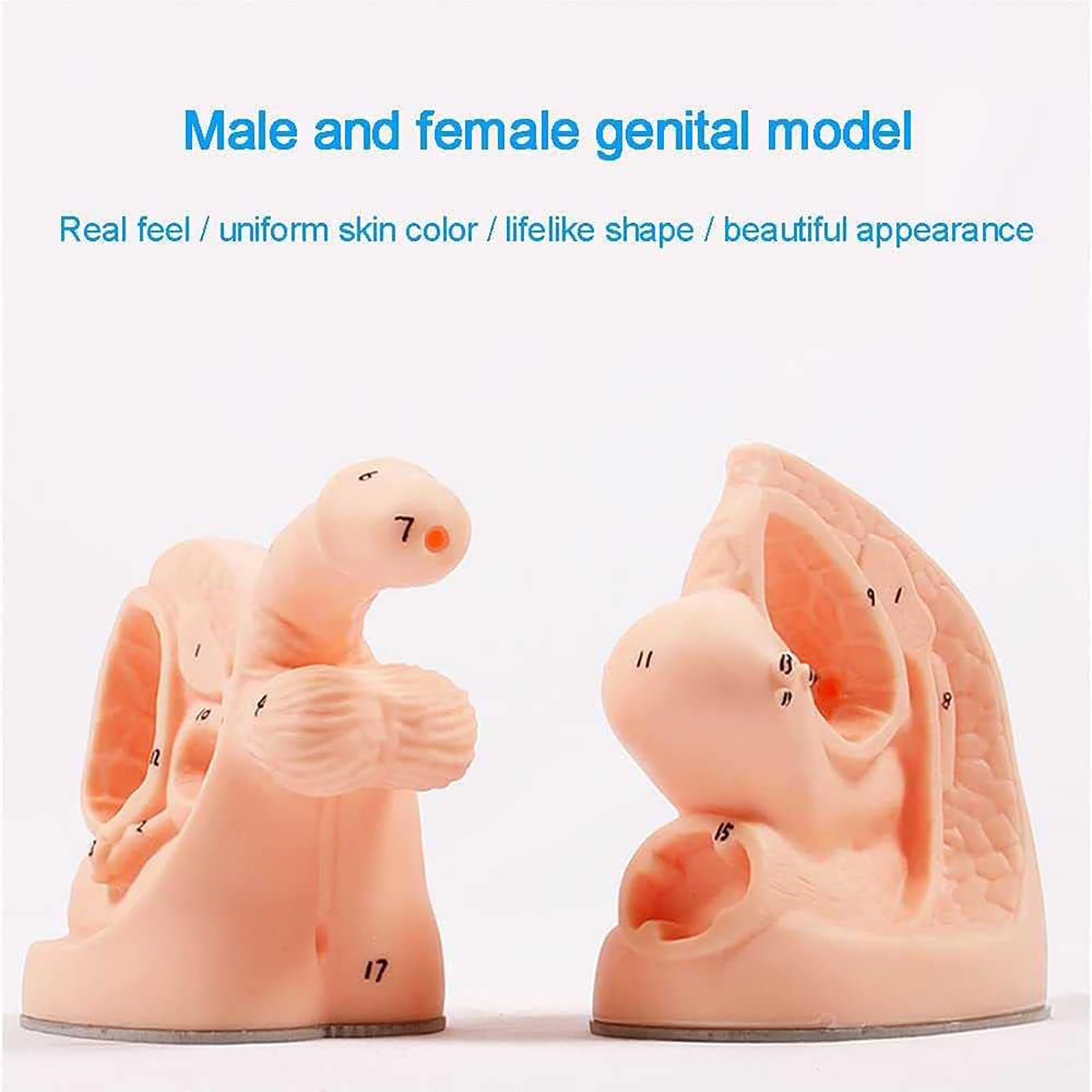 Generico Modello di catetere maschile femminile Modelli di catetere urinario genitale interno esterno Simulatore di manichino per l'apprendimento e la formazione